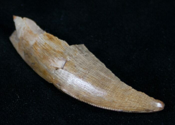 Partial Tyrannosaurid Tooth - Montana #9982